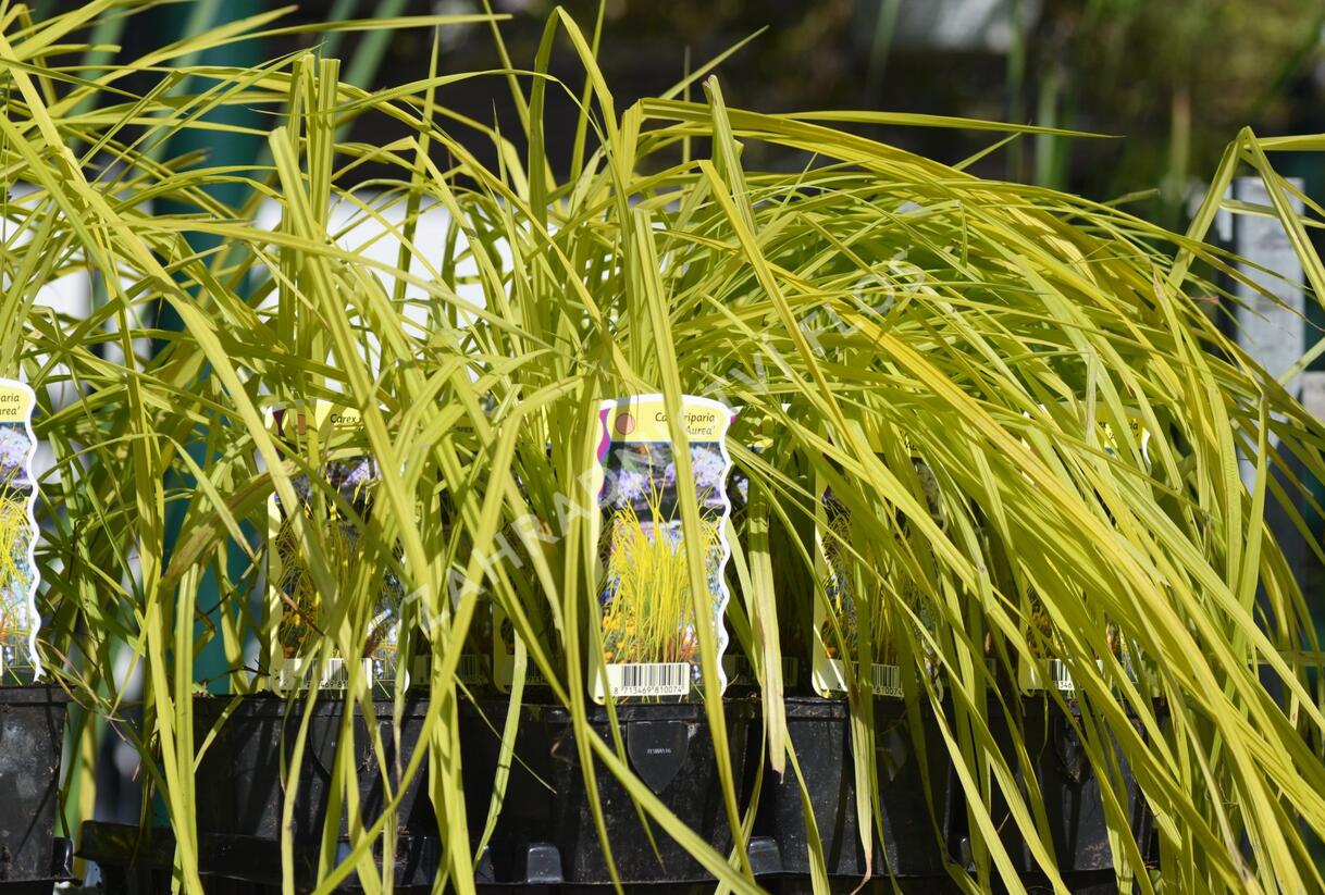 Ostřice pobřežní 'Aurea' - Carex riparia 'Aurea'