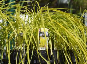 Ostřice pobřežní 'Aurea' - Carex riparia 'Aurea'