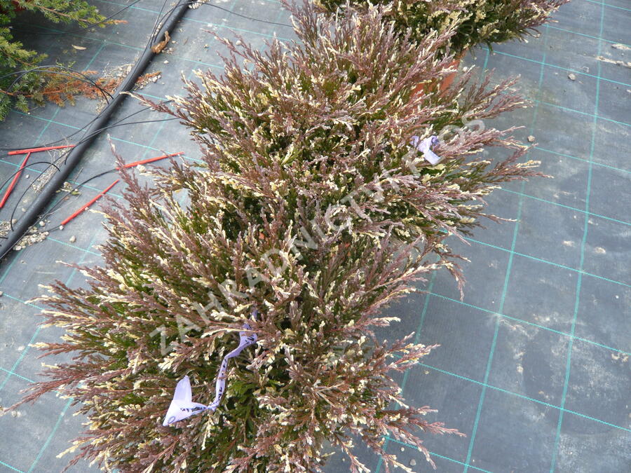 Jalovec polehlý 'Andorra Variegata' - Juniperus horizontalis 'Andorra Variegata'