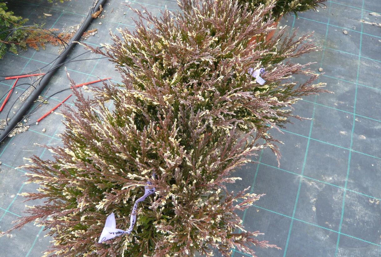 Jalovec polehlý 'Andorra Variegata' - Juniperus horizontalis 'Andorra Variegata'