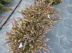 Jalovec polehlý 'Andorra Variegata' - Juniperus horizontalis 'Andorra Variegata'