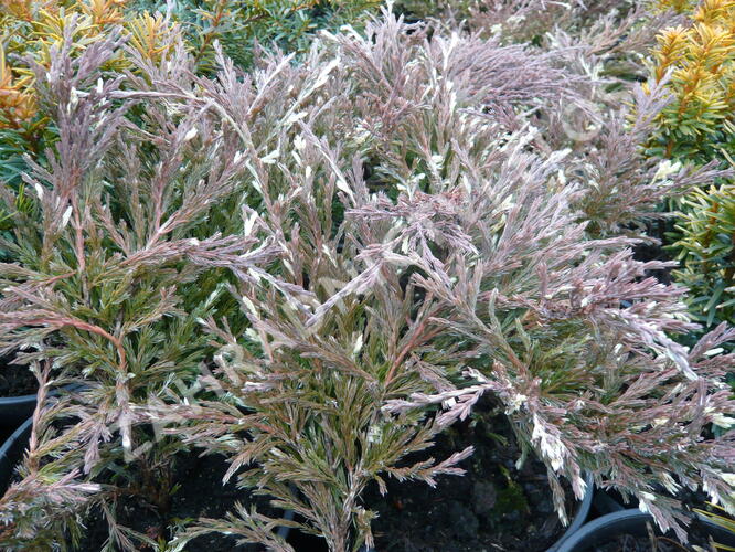 Jalovec polehlý 'Andorra Variegata' - Juniperus horizontalis 'Andorra Variegata'