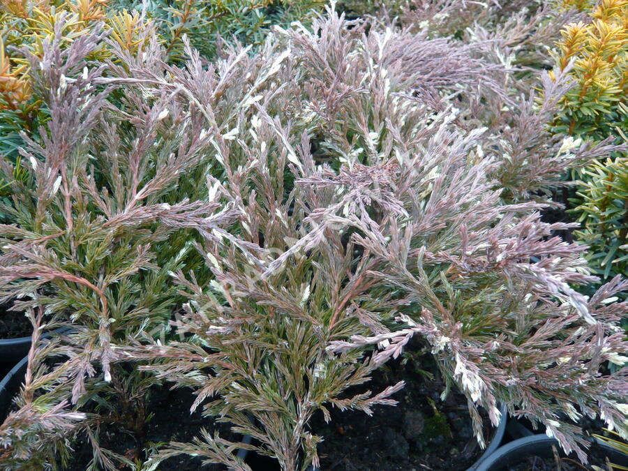 Jalovec polehlý 'Andorra Variegata' - Juniperus horizontalis 'Andorra Variegata'