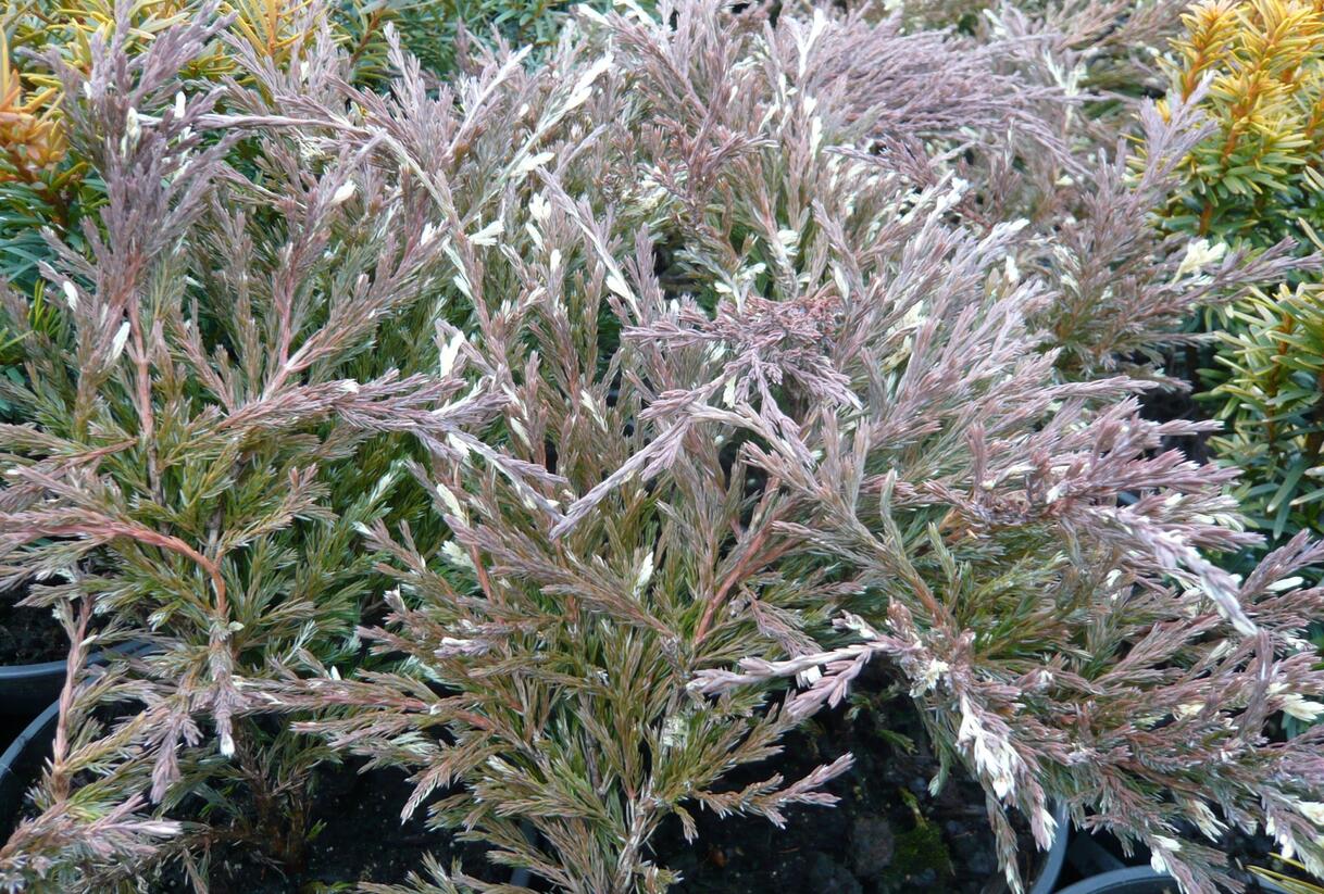 Jalovec polehlý 'Andorra Variegata' - Juniperus horizontalis 'Andorra Variegata'