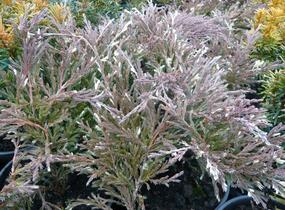 Jalovec polehlý 'Andorra Variegata' - Juniperus horizontalis 'Andorra Variegata'