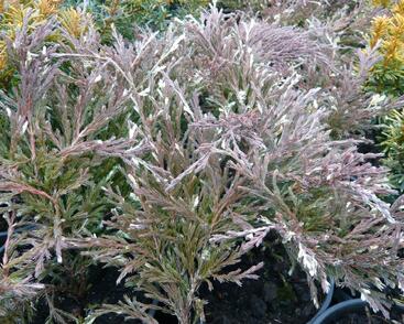 Jalovec polehlý 'Andorra Variegata'