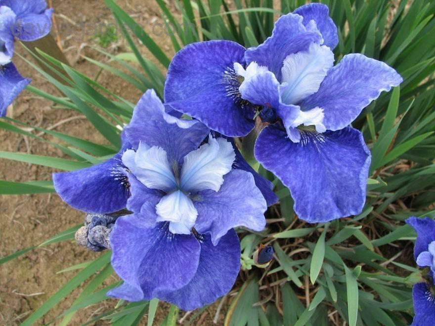 Kosatec sibiřský 'Regency Belle' - Iris sibirica 'Regency Belle'