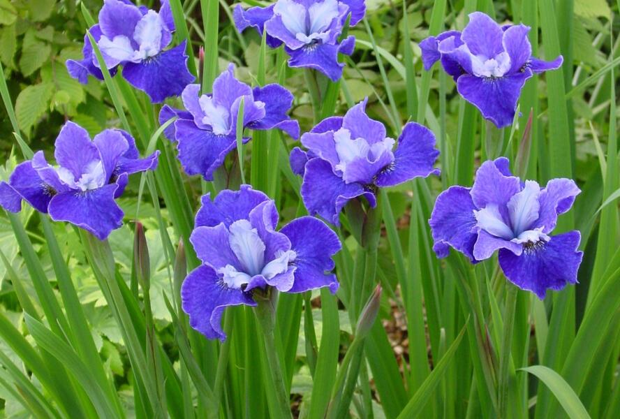 Kosatec sibiřský 'Regency Belle' - Iris sibirica 'Regency Belle'
