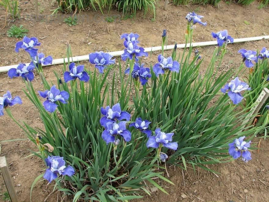 Kosatec sibiřský 'Regency Belle' - Iris sibirica 'Regency Belle'
