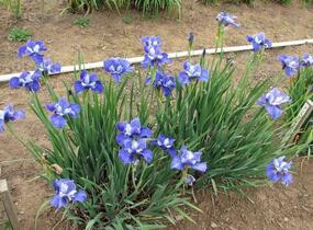 Kosatec sibiřský 'Regency Belle' - Iris sibirica 'Regency Belle'