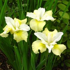 Kosatec sibiřský 'Moon Silk' - Iris sibirica 'Moon Silk'