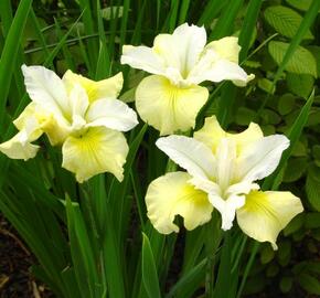 Kosatec sibiřský 'Moon Silk' - Iris sibirica 'Moon Silk'