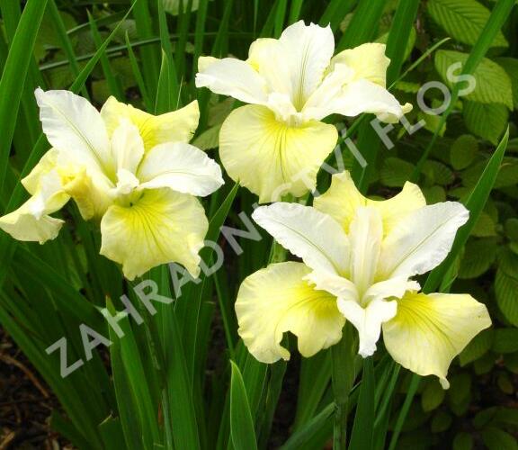 Kosatec sibiřský 'Moon Silk' - Iris sibirica 'Moon Silk'