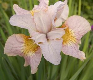 Kosatec sibiřský 'Lemon Veil' PE2 - Iris sibirica 'Lemon Veil'