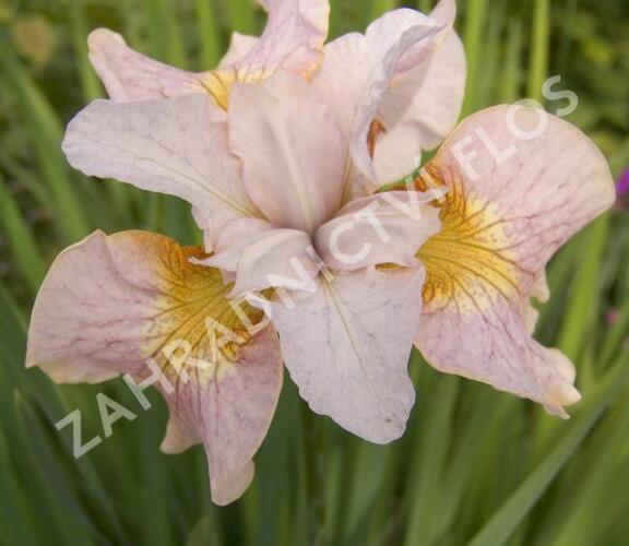 Kosatec sibiřský 'Lemon Veil' - Iris sibirica 'Lemon Veil'
