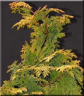 Cypřišek tupolistý 'Aurea' - Chamaecyparis obtusa 'Aurea'