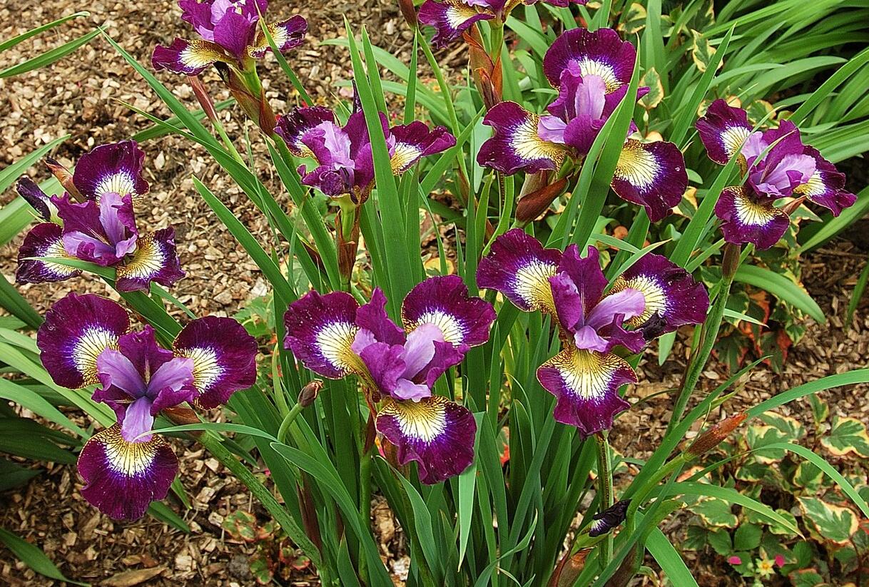 Kosatec sibiřský 'Contrast in Styles' - Iris sibirica 'Contrast in Styles'