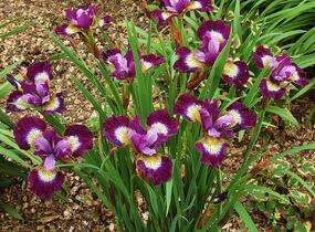 Kosatec sibiřský 'Contrast in Styles' - Iris sibirica 'Contrast in Styles'