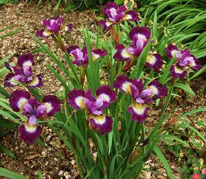 Kosatec sibiřský 'Contrast in Styles' - Iris sibirica 'Contrast in Styles'