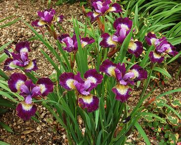 Kosatec sibiřský 'Contrast in Styles'