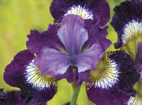 Kosatec sibiřský 'Contrast in Styles' - Iris sibirica 'Contrast in Styles'