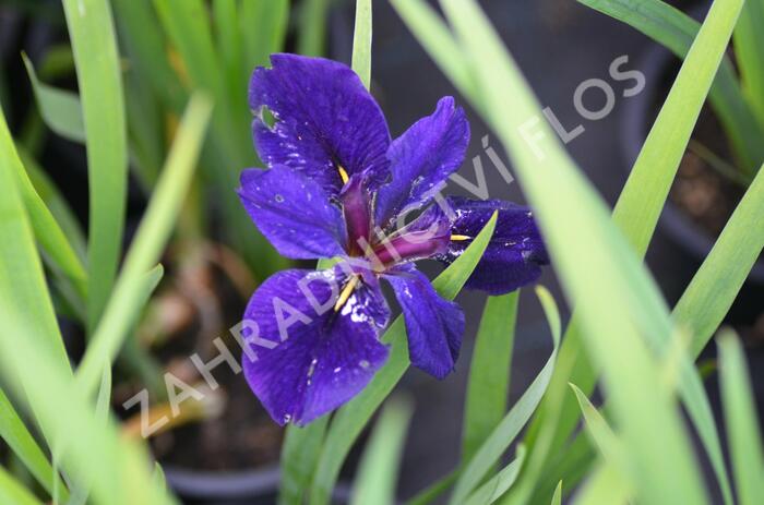 Kosatec 'Black Gamecock' - Iris louisiana 'Black Gamecock'
