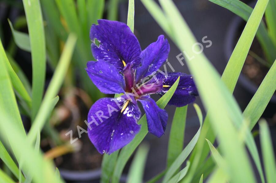 Kosatec 'Black Gamecock' - Iris louisiana 'Black Gamecock'