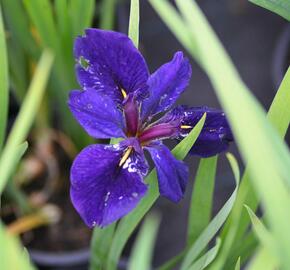 Kosatec 'Black Gamecock' - Iris louisiana 'Black Gamecock'