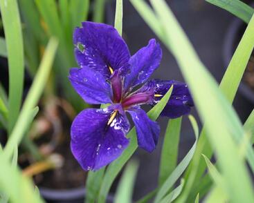 Kosatec 'Black Gamecock'