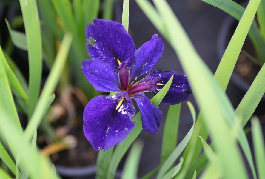Kosatec 'Black Gamecock' - Iris louisiana 'Black Gamecock'
