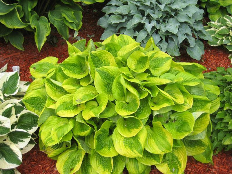 Bohyška 'Summer Breeze' - Hosta 'Summer Breeze'