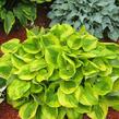 Bohyška 'Summer Breeze' - Hosta 'Summer Breeze'