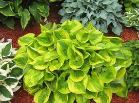 Bohyška 'Summer Breeze' - Hosta 'Summer Breeze'