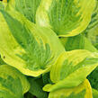 Bohyška 'Summer Breeze' - Hosta 'Summer Breeze'