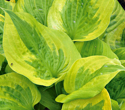 Bohyška 'Summer Breeze' - Hosta 'Summer Breeze'