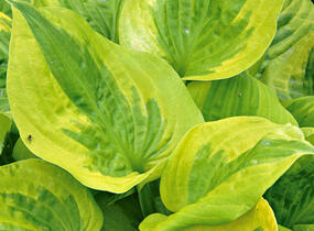 Bohyška 'Summer Breeze' - Hosta 'Summer Breeze'