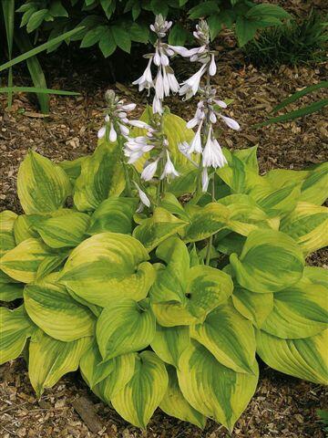 Bohyška 'Summer Breeze' - Hosta 'Summer Breeze'