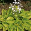 Bohyška 'Summer Breeze' - Hosta 'Summer Breeze'