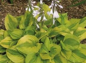 Bohyška 'Summer Breeze' - Hosta 'Summer Breeze'