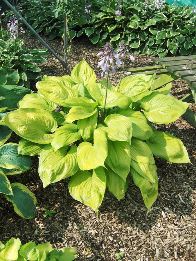 Bohyška 'Sum and Substance' - Hosta 'Sum and Substance'