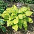 Bohyška 'Sum and Substance' - Hosta 'Sum and Substance'