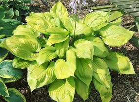 Bohyška 'Sum and Substance' - Hosta 'Sum and Substance'
