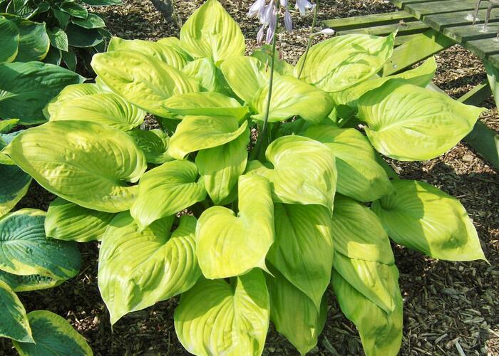 Bohyška 'Sum and Substance' - Hosta 'Sum and Substance'