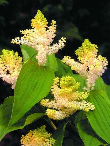 Smilacina hroznovitá - Smilacina racemosa