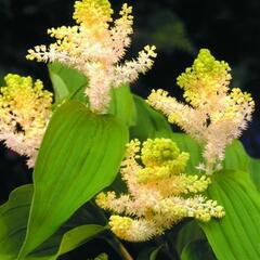 Smilacina hroznovitá - Smilacina racemosa
