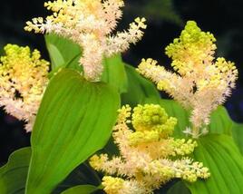 Smilacina hroznovitá