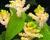 Smilacina hroznovitá