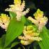 smilacina-hroznovita.jpg
