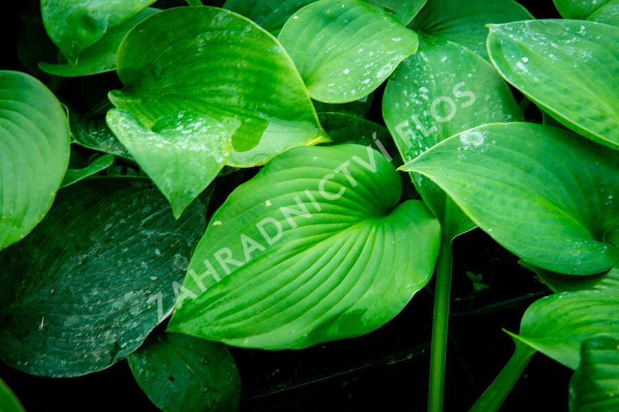 Bohyška - Hosta sieboldiana