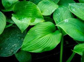Bohyška - Hosta sieboldiana